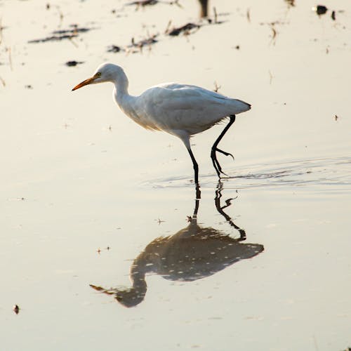 Kostnadsfri bild av egrets, häger, naturfotografering