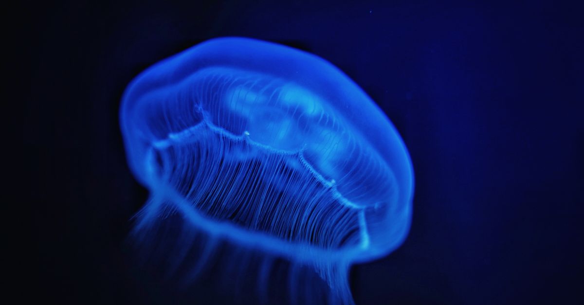 deep sea submersible lights illuminating an unknown creature in the abyssal zone