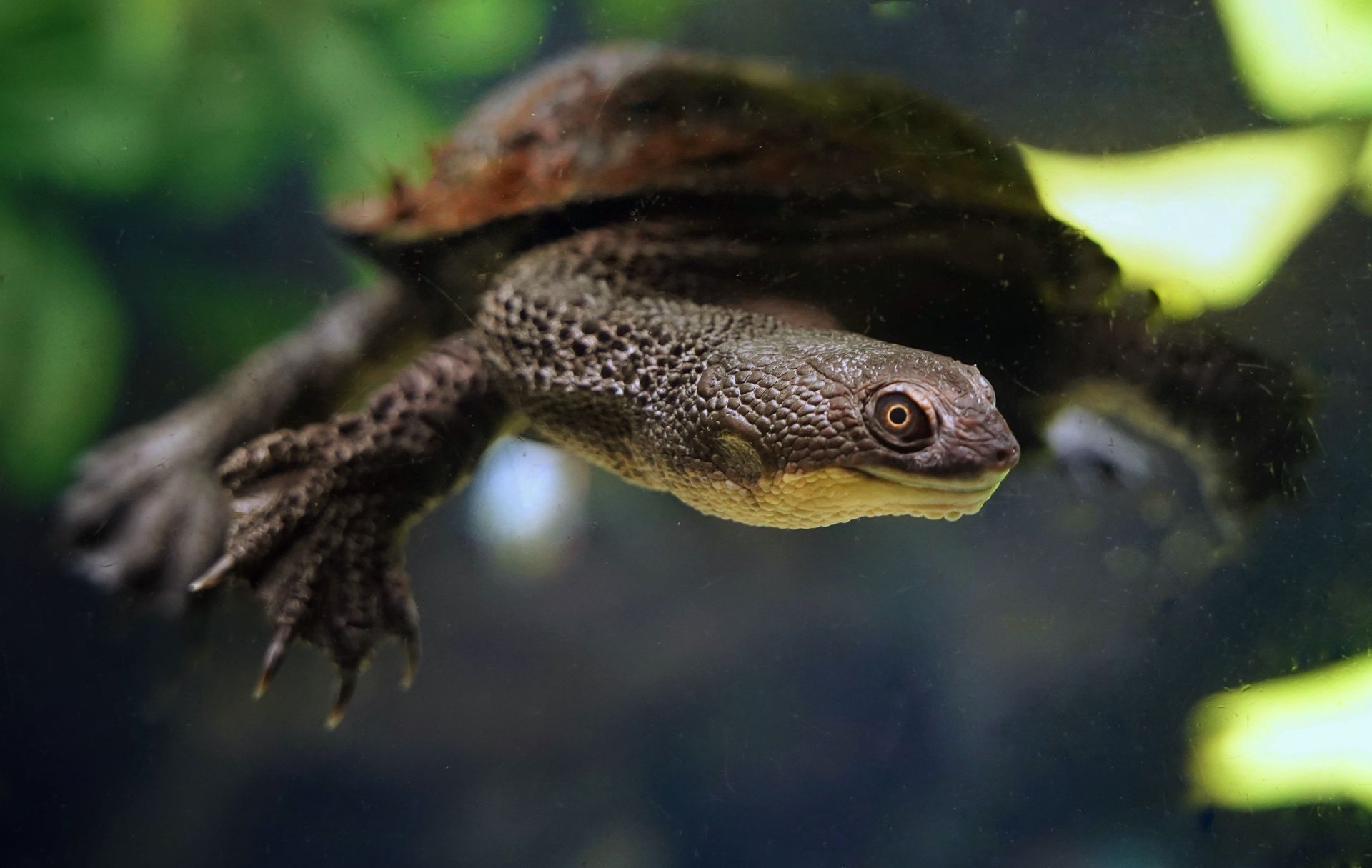 Close-up of a freshwater turtle swimming underwater with natural foliage in the background.