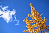 秋叶鲜黄，与清澈的蓝天和蓬松的白云形成了鲜明的对比