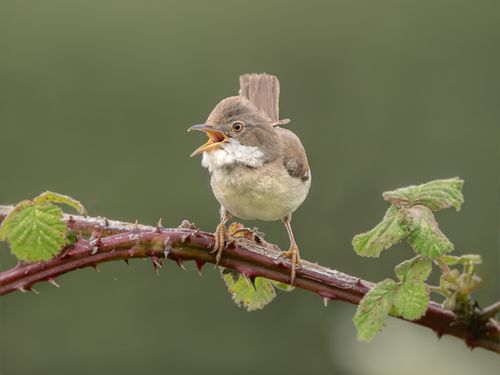 Free A common whitethroat perched on a thorny branch, captured in its natural habitat. Stock Photo