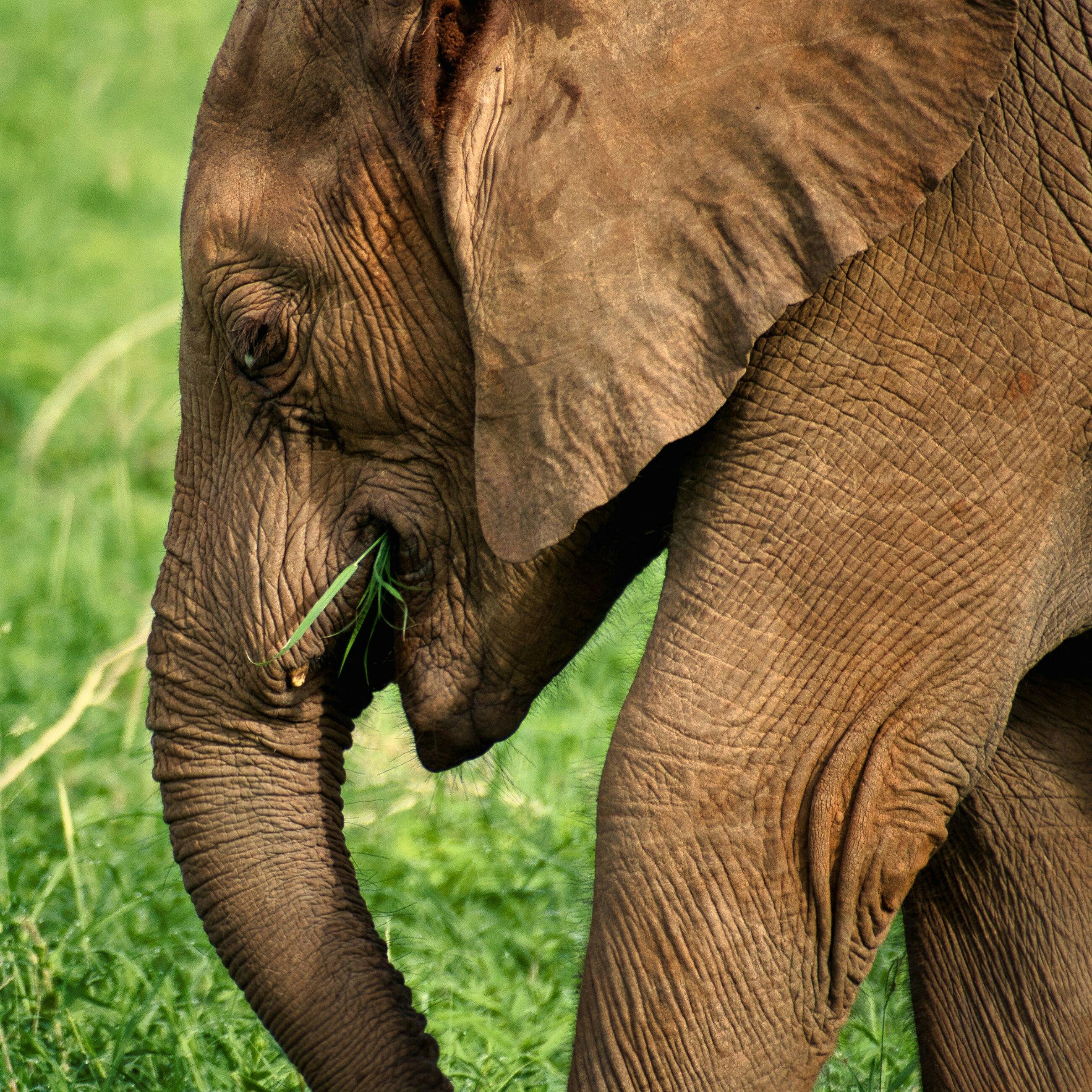 Intimate close-up of an African elephant eating grass in the wild.
