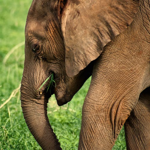 Photos gratuites de animal, animaux à l'état sauvage, éléphant