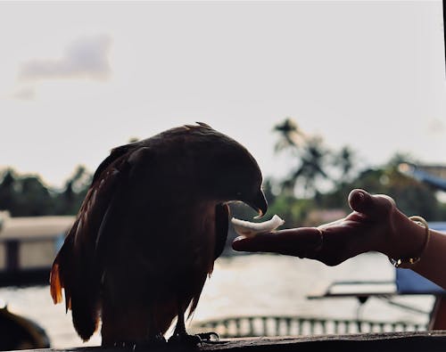 Immagine gratuita di aquila, fauna selvatica, kerala