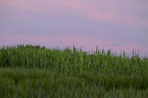 Foto d'estoc gratuïta de agricultura, alba, blat