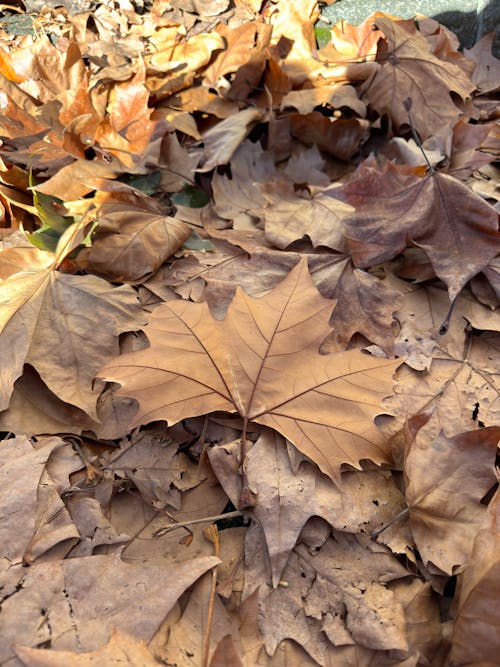 Kostenloses Stock Foto zu auckland, chinar, chinar-baum