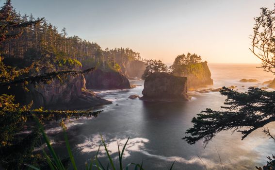 Trees Near Ocean