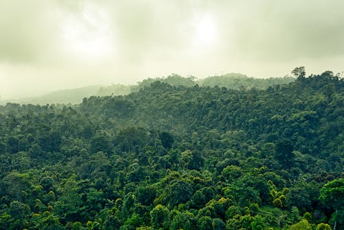 Zdjęcie Evergreen Forest