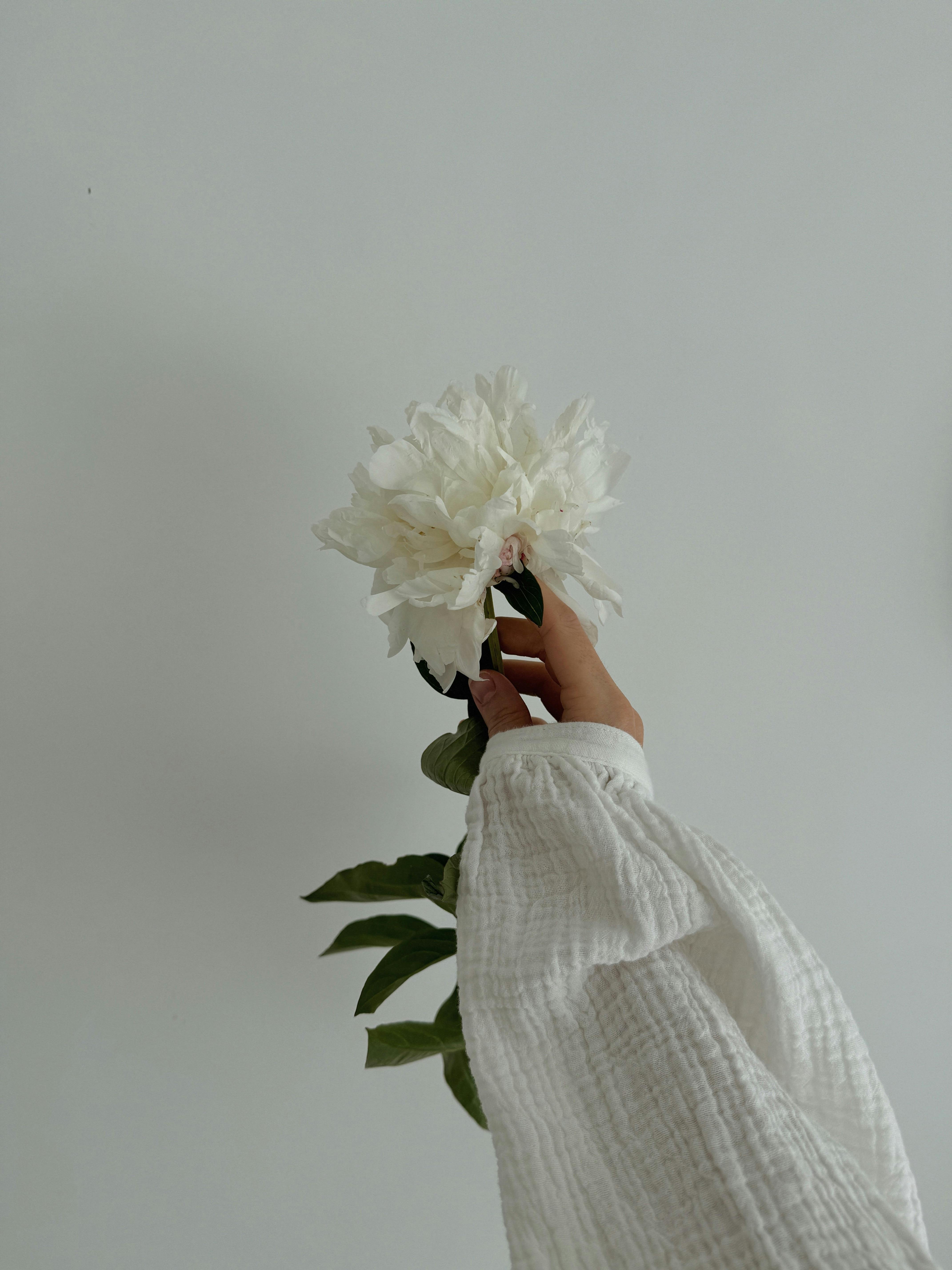 A delicate peony flower held by a hand in a white sleeve against a neutral backdrop.