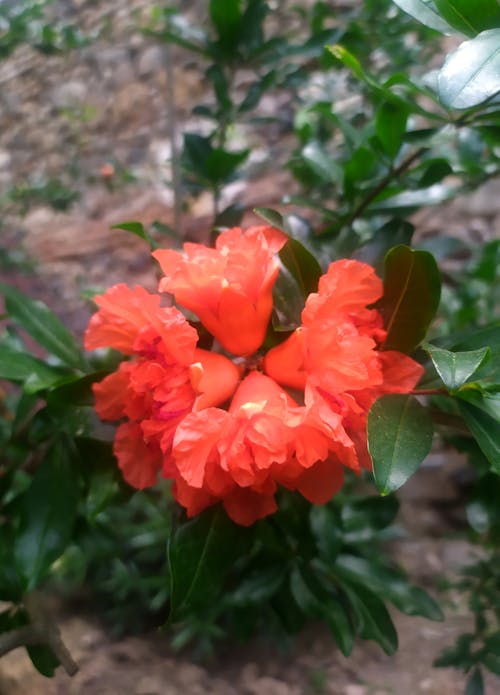 flowers, garden içeren Ücretsiz stok fotoğraf