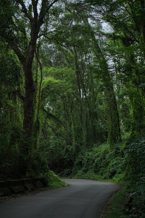 Foto profissional grátis de estrada, exuberante, floresta