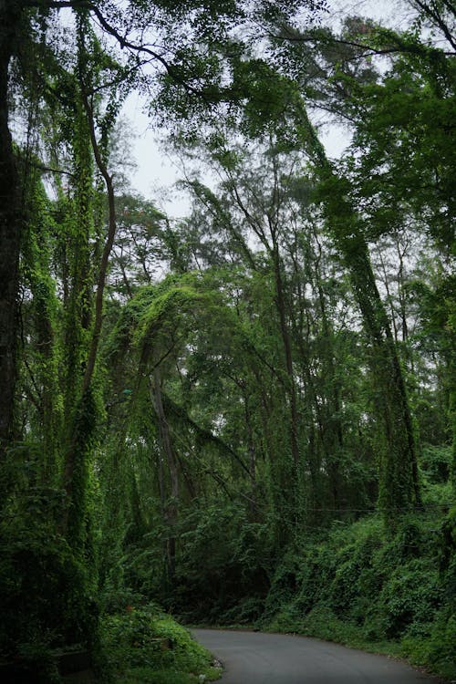 Foto profissional grátis de árvores, ecológico, estrada