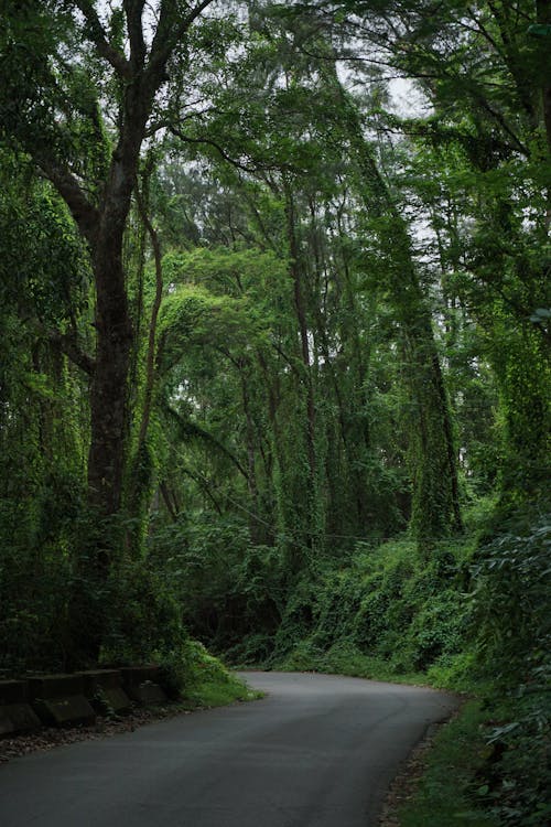 Foto profissional grátis de árvores, ecológico, estrada