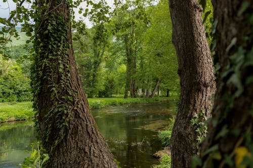 Kostenloses Stock Foto zu baum, baumstamm, blatt