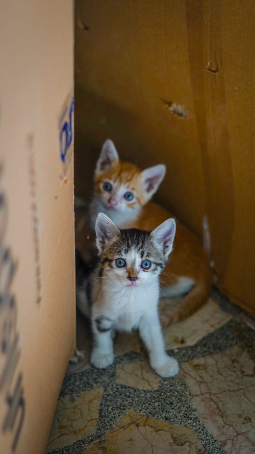 Free Two cute kittens peeking out from a cardboard box, showcasing their playful nature. Stock Photo