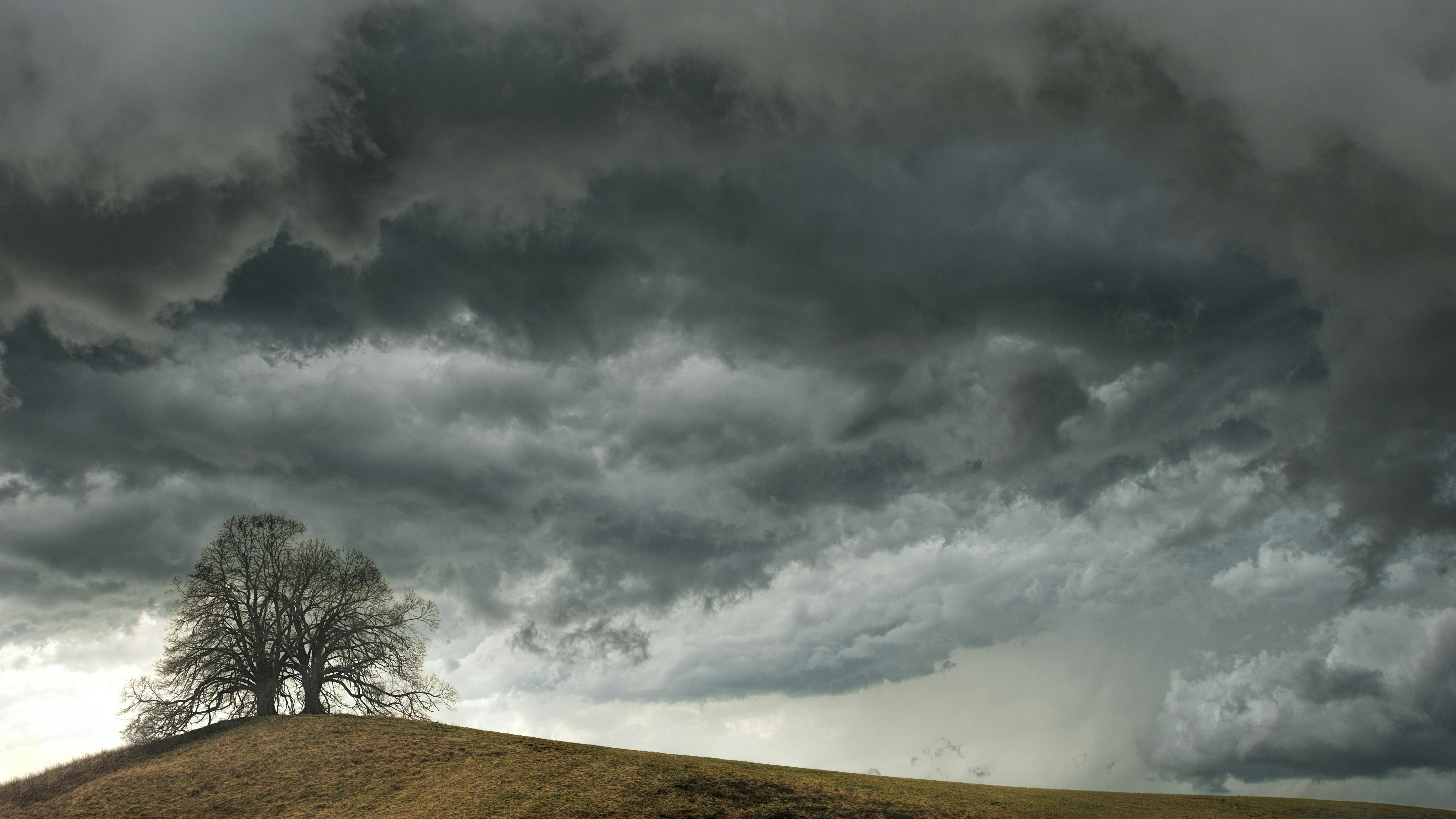 withered tree under nimbus clouds