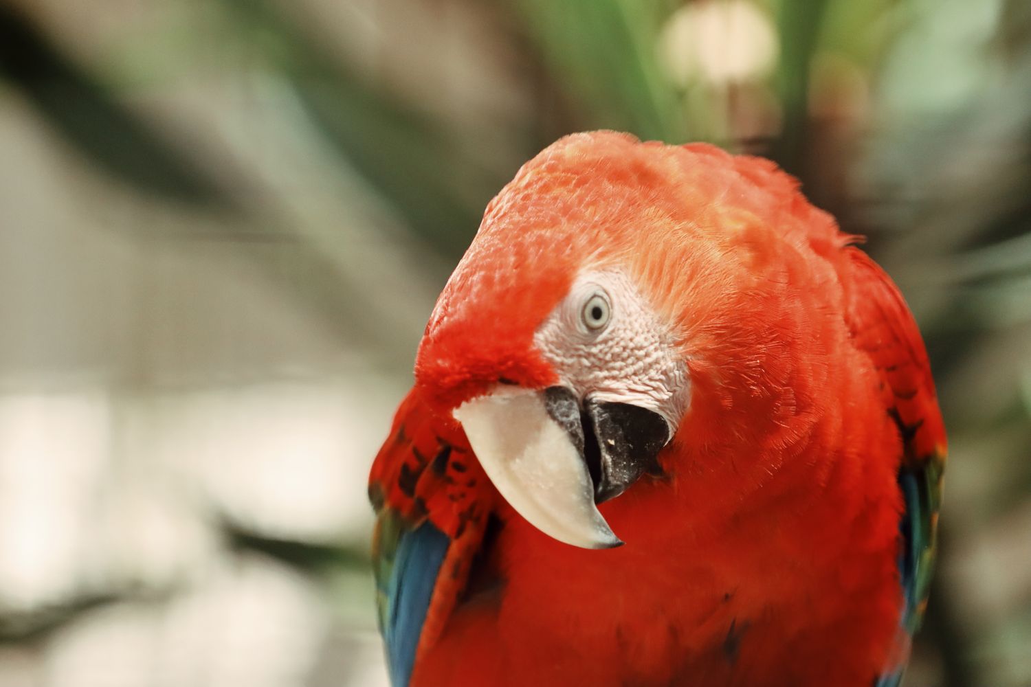 Rio Parrot Photos, Download The BEST Free Rio Parrot Stock Photos & HD ...