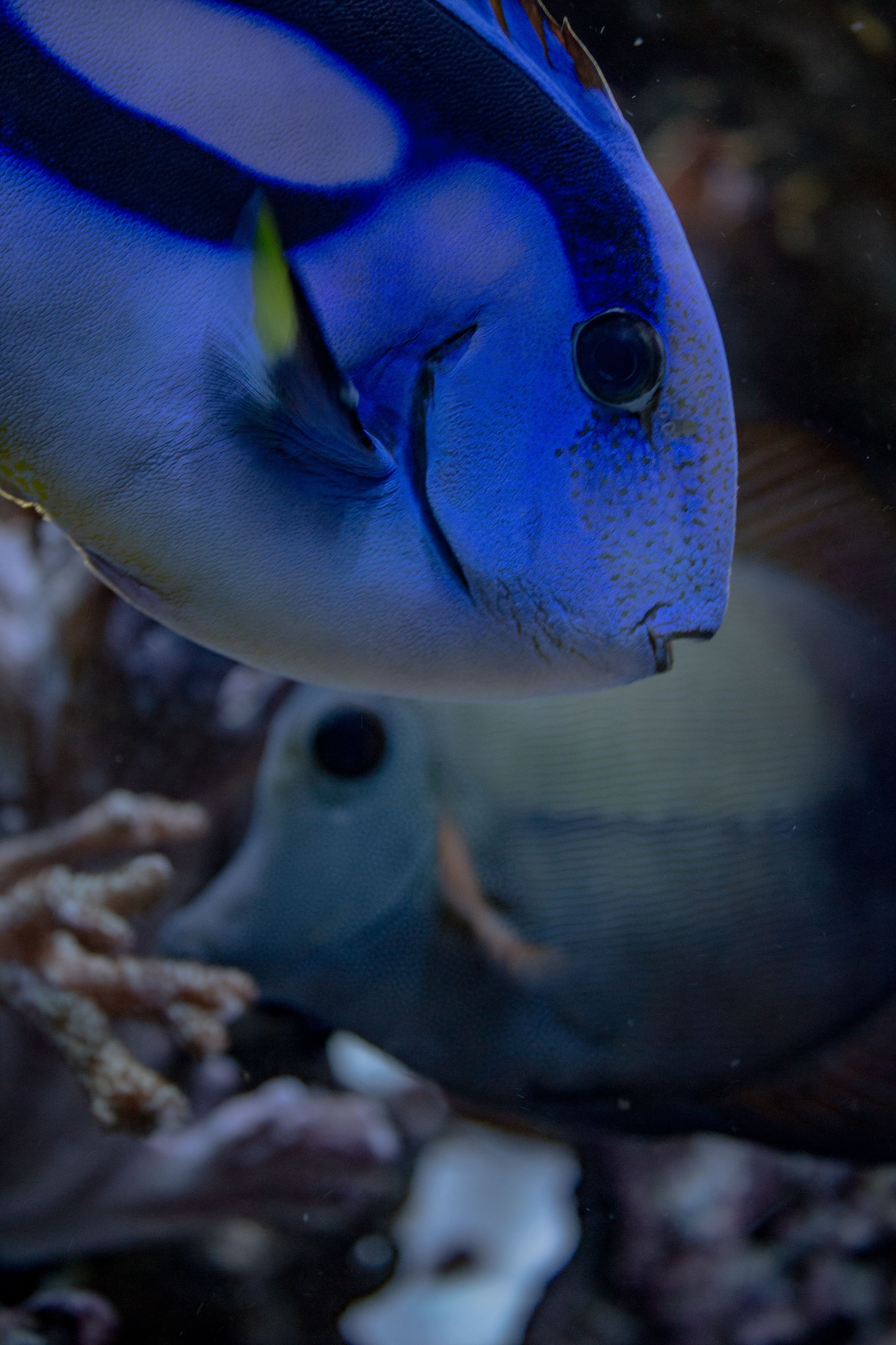 Vivid close-up of a blue tang fish swimming gracefully underwater among corals.