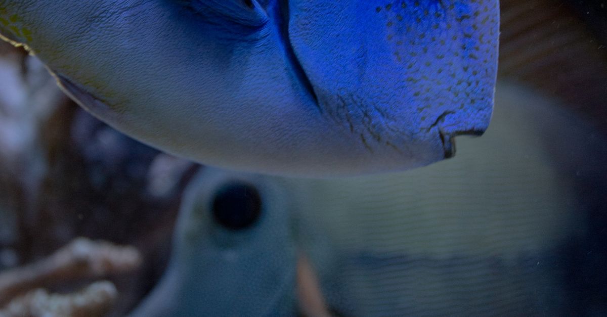 Las 10 capacidades biológicas más sorprendentes que tienen los animales en su entorno natural