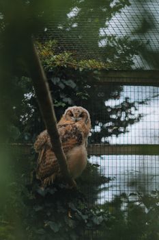 owl photo