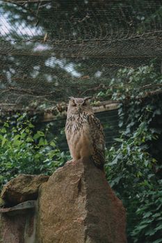 owl photo