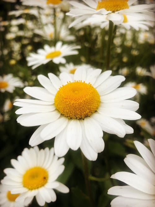 Imagine de stoc gratuită din alb, câmp, floare