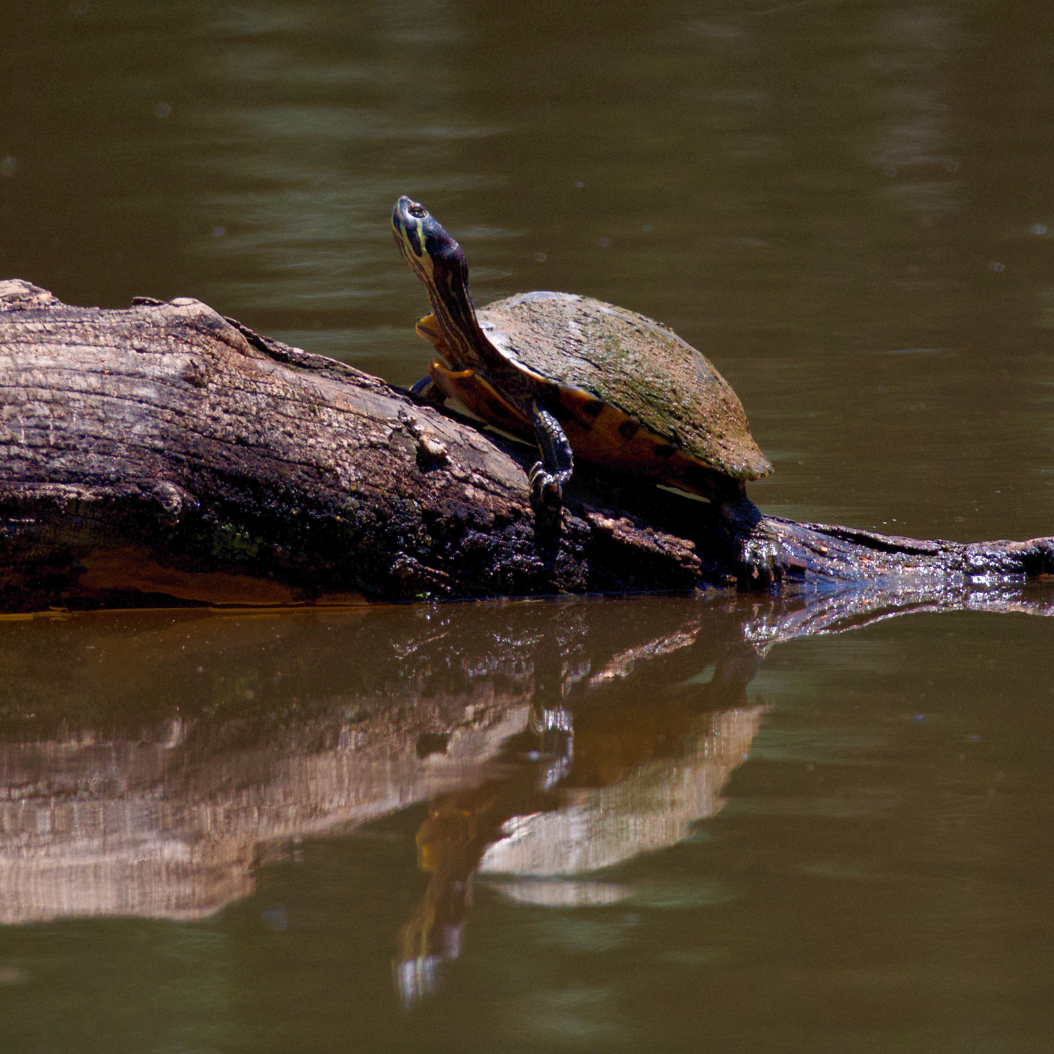 Turtle on Tree Trunk on Lake