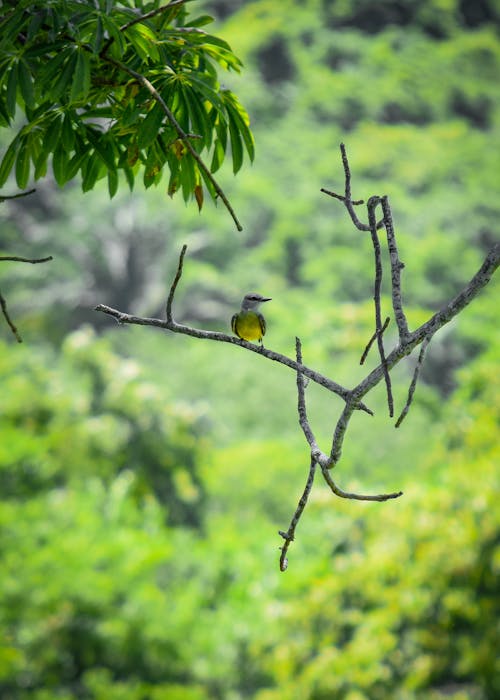 Fotobanka s bezplatnými fotkami na tému dažďový prales, denné svetlo, divočina