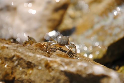 Free A detailed close-up of a crab on rocks with shimmering sunlight in Trieste, Italy. Stock Photo