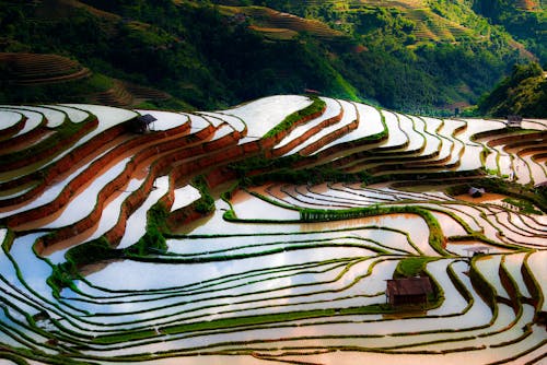 Základová fotografie zdarma na téma Asie, krajina, rýže