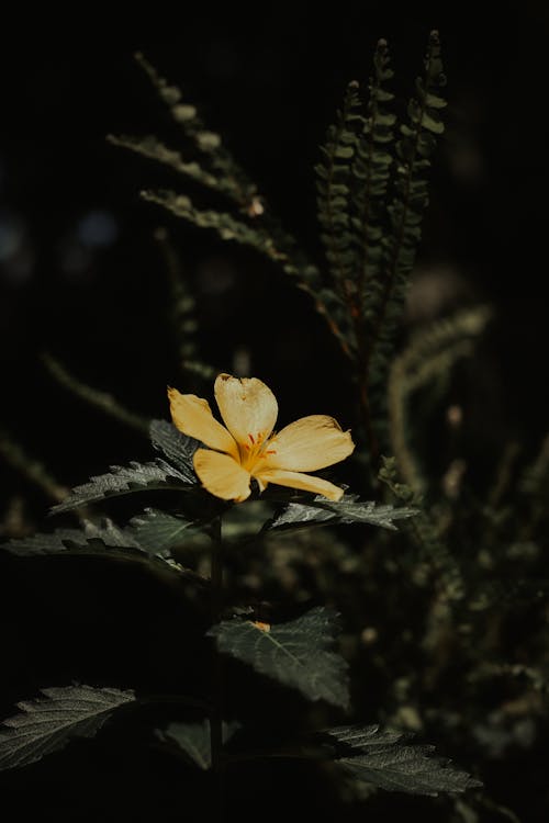 黄色の花びらの花の選択的な焦点