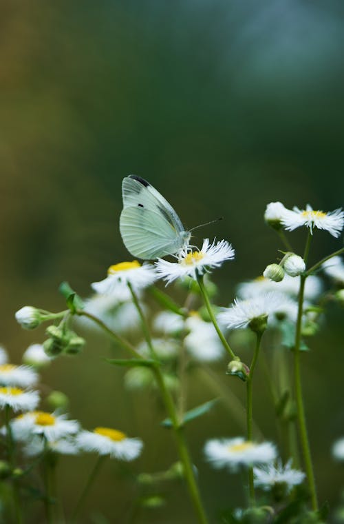 A white butterfly sitting on some white daisies