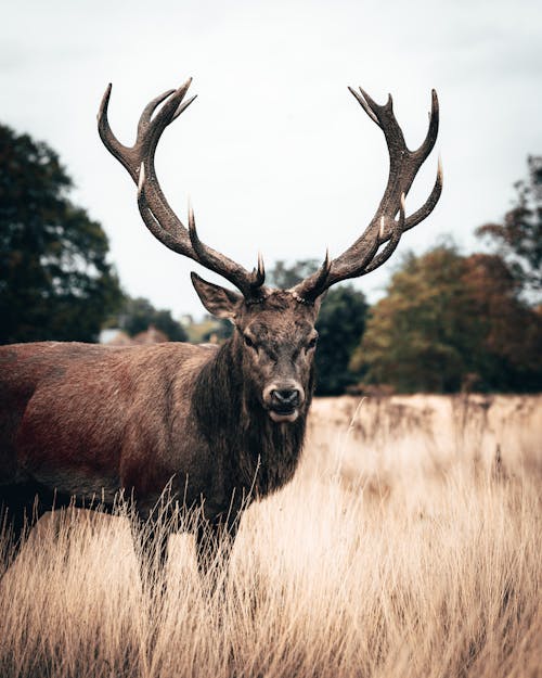 Free Brown Deer At Open Field Stock Photo