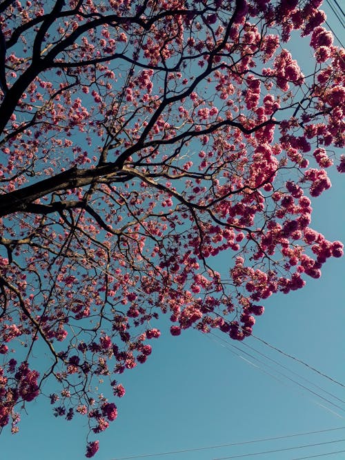 桜の花