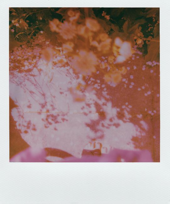 Vintage polaroid image capturing a dreamy blend of blossoming flowers in soft focus and warm tones.