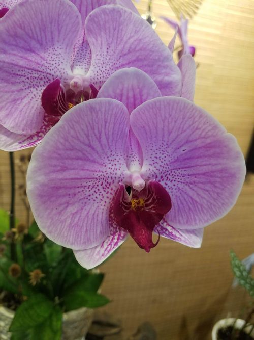 Free stock photo of beautiful, flower, orchid Stock Photo