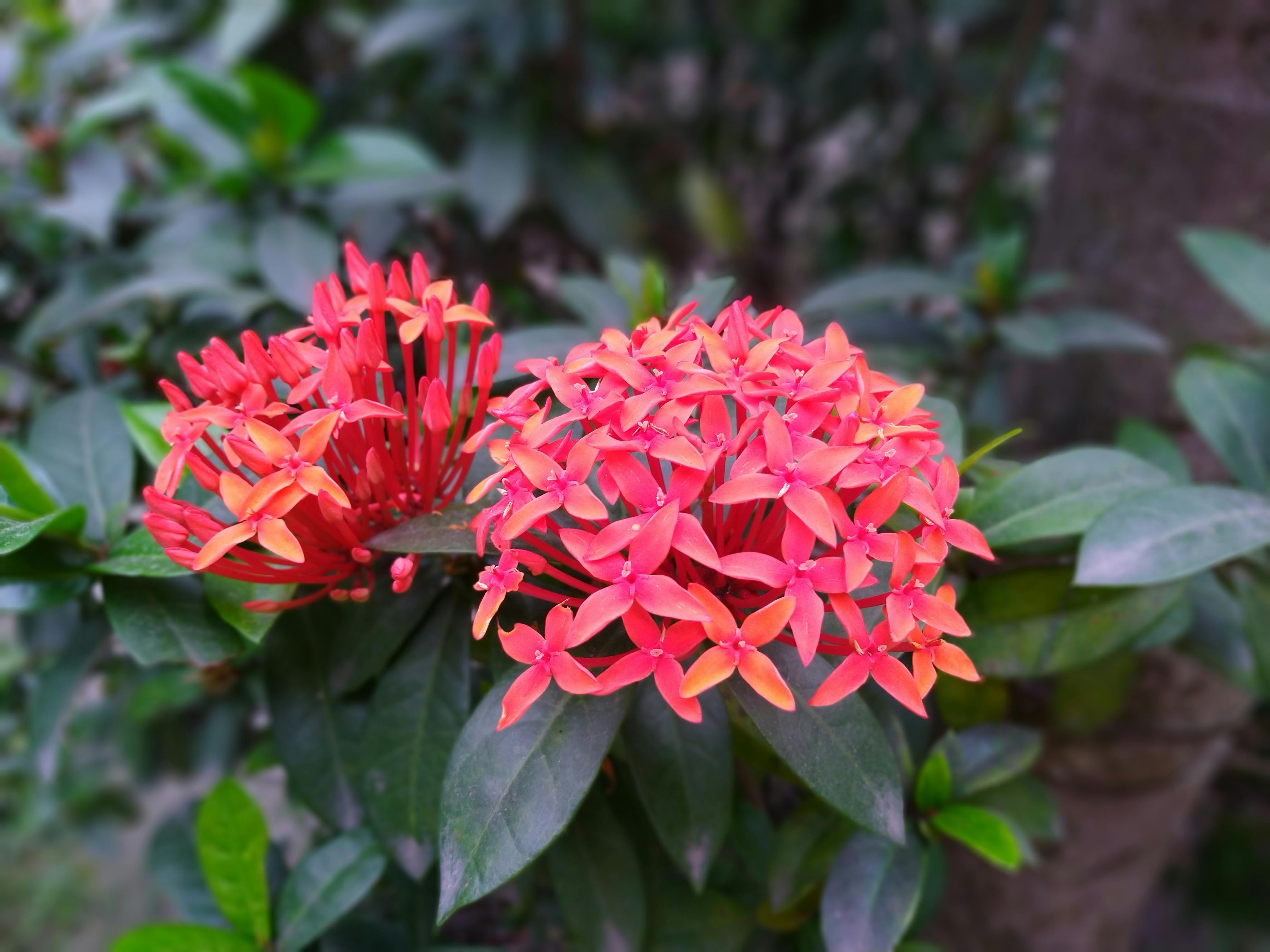 Un chien revient joyeusement vers son maître lors d'une balade en forêt