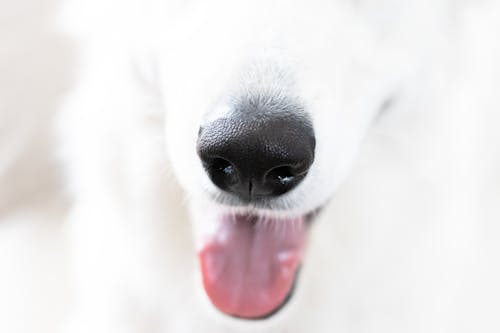 Beyaz Köpek Burun