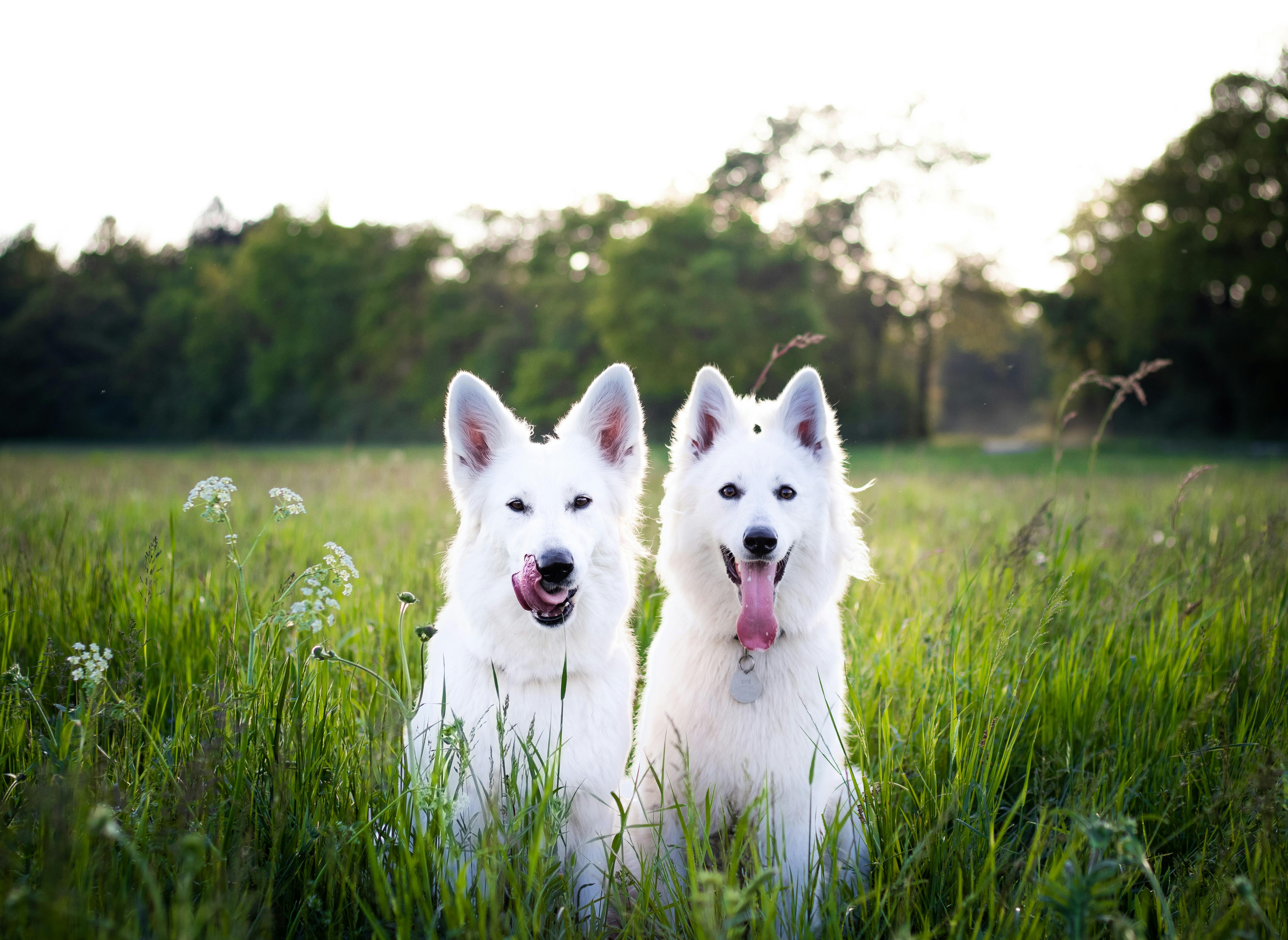 two white dogs on field
