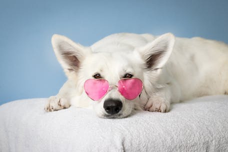 Adorable white dog wearing pink heart sunglasses on a soft surface against a blue background.