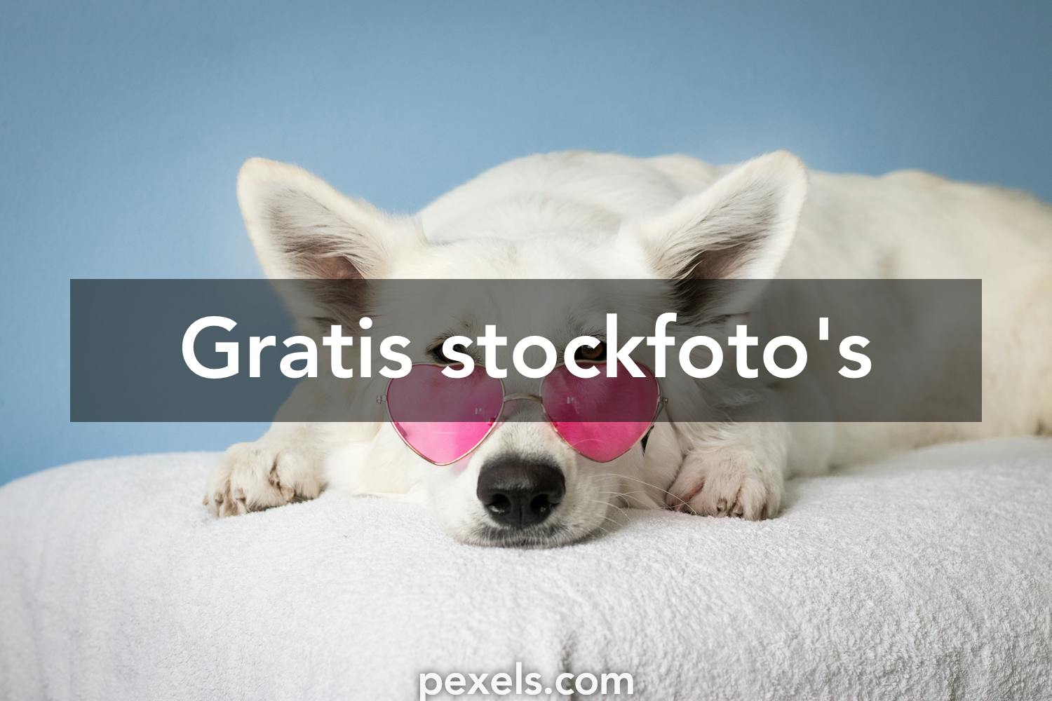 20.000+ Honden foto's · 100% gratis downloaden · Pexels-stockfoto's