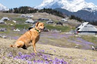 在斯洛文尼亚风景优美的高山草地上，一只金狗坐在紫色的花朵中