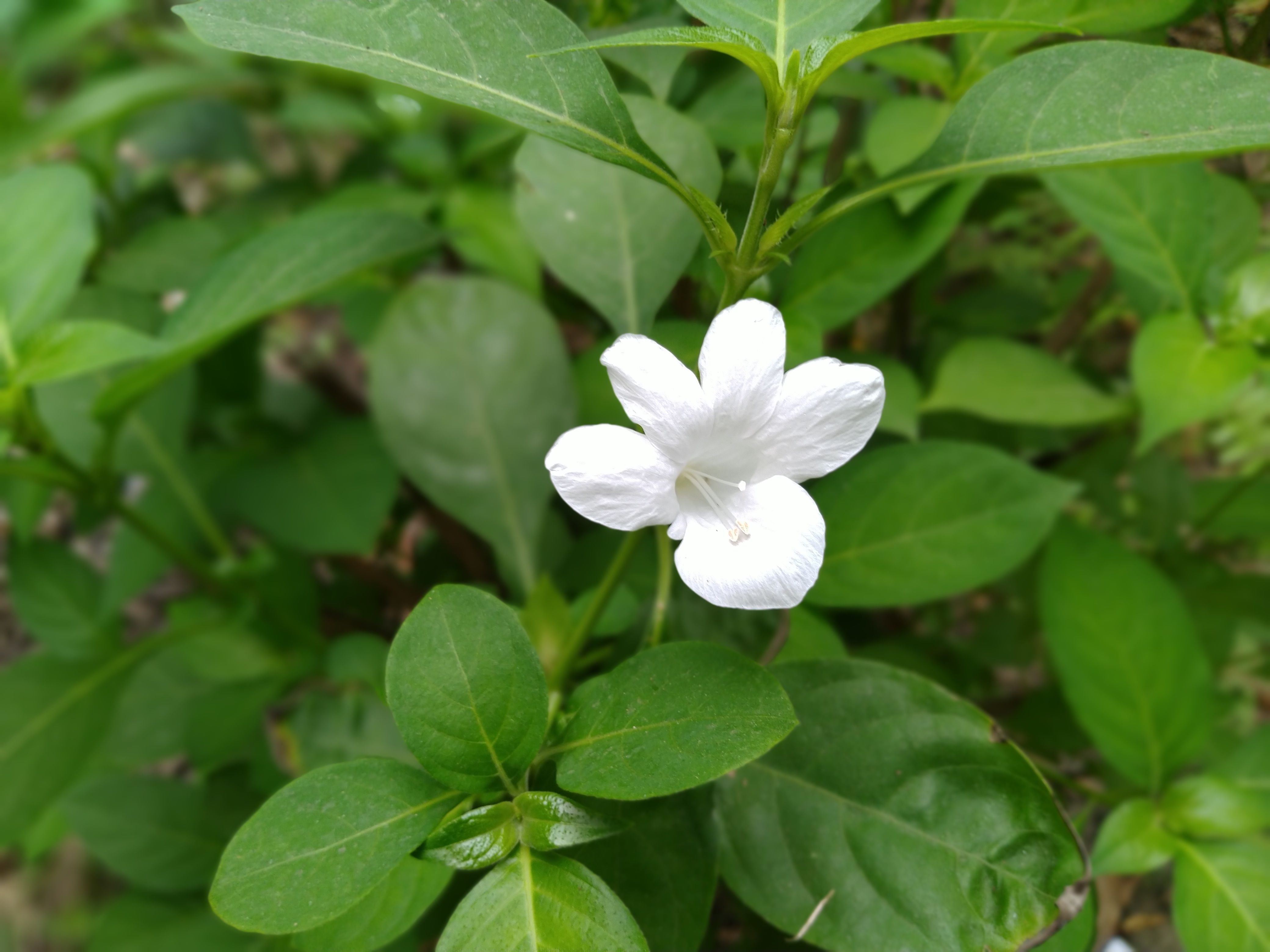 Cat Spraying No More - pets review 2026