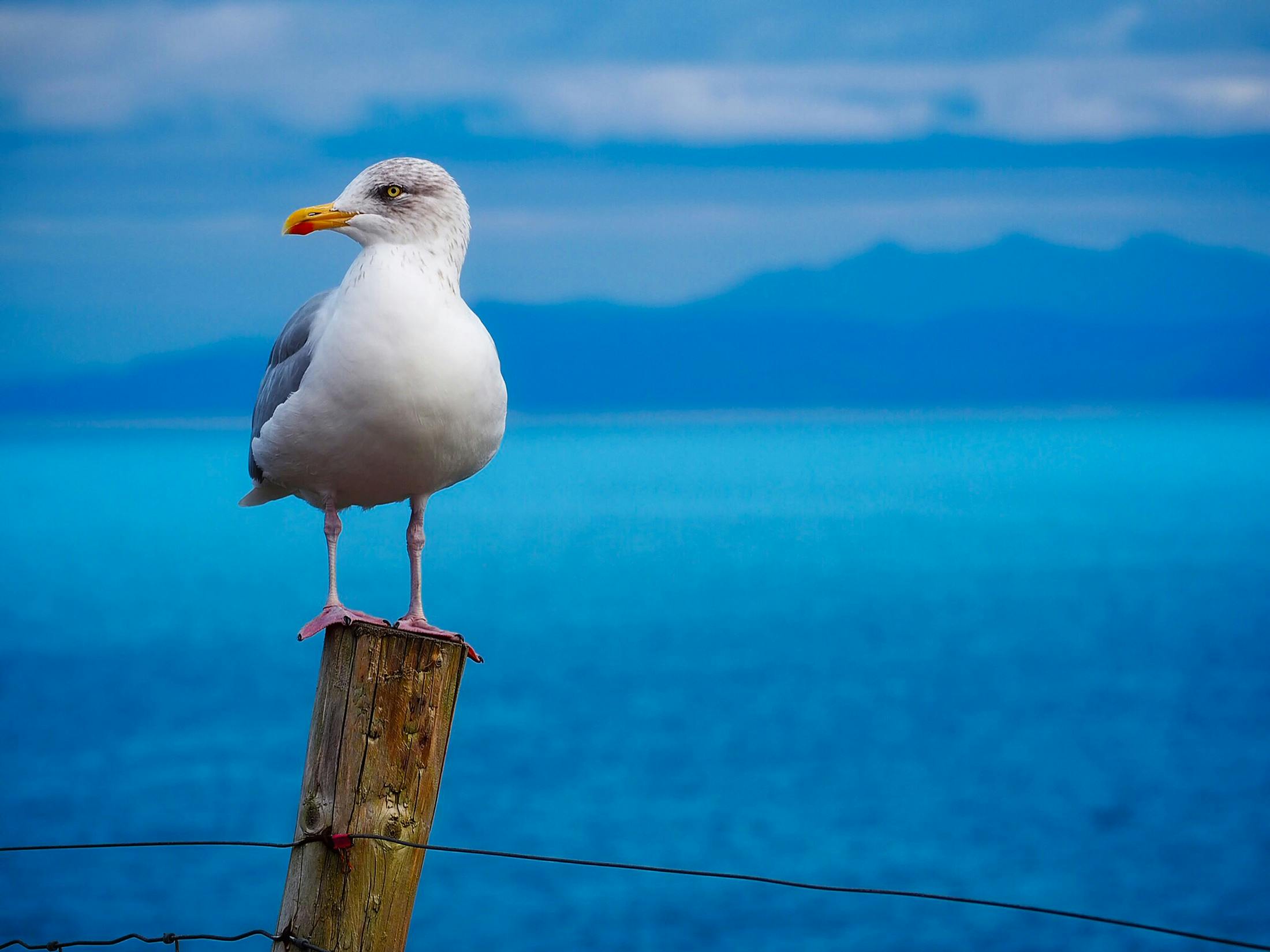Seagull Photos Download The BEST Free Seagull Stock Photos  HD Images