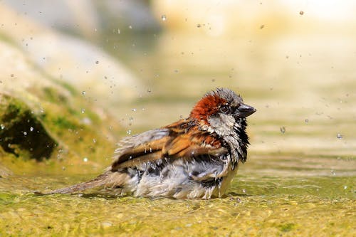 鳥のセレクティブフォーカス写真