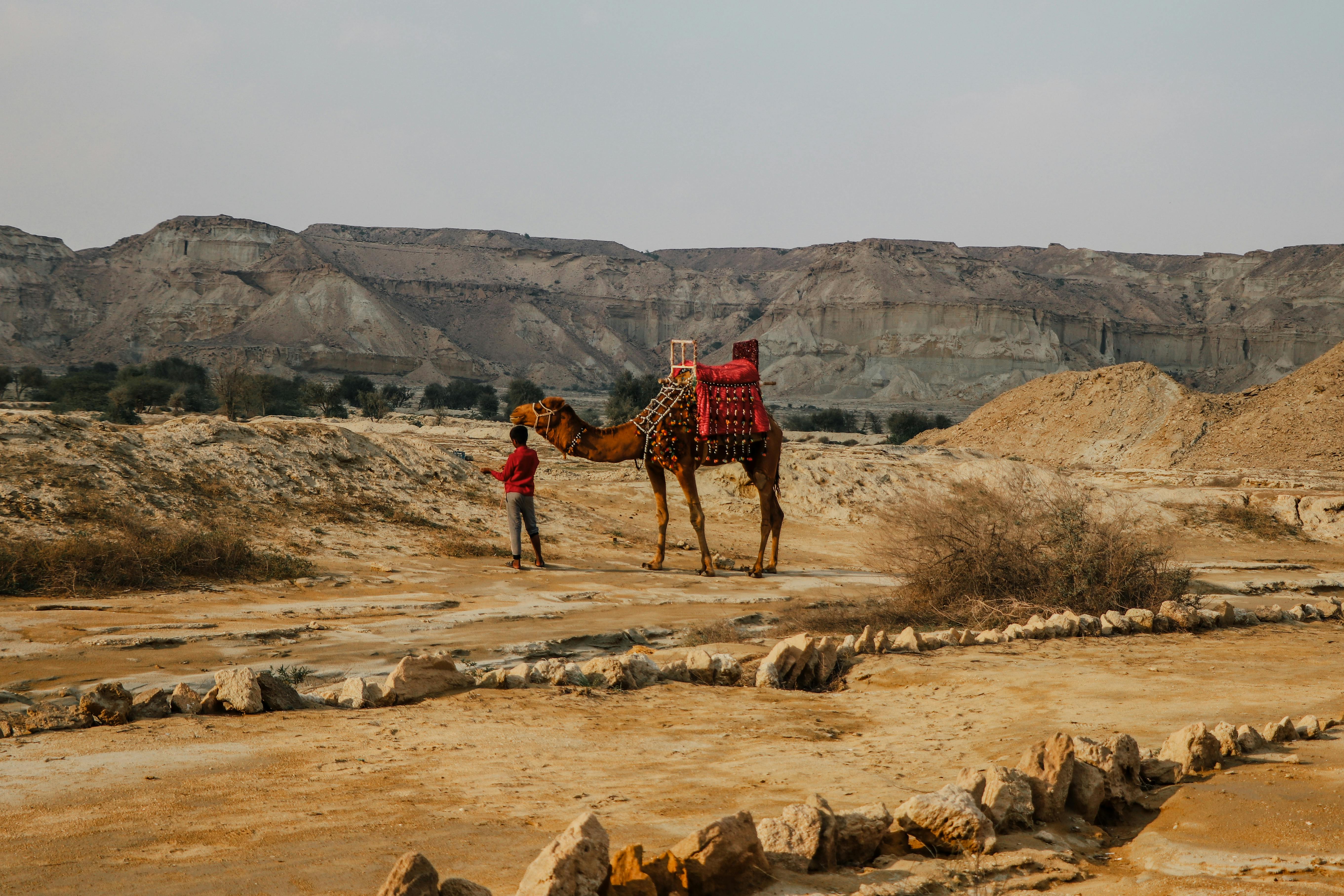 A Bedouin leads a camel across a desert landscape in Iran, capturing the arid beauty.