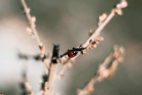 Free Close-up of a ladybug perched on a dry branch in nature, showcasing detailed textures and subtle colors. Stock Photo