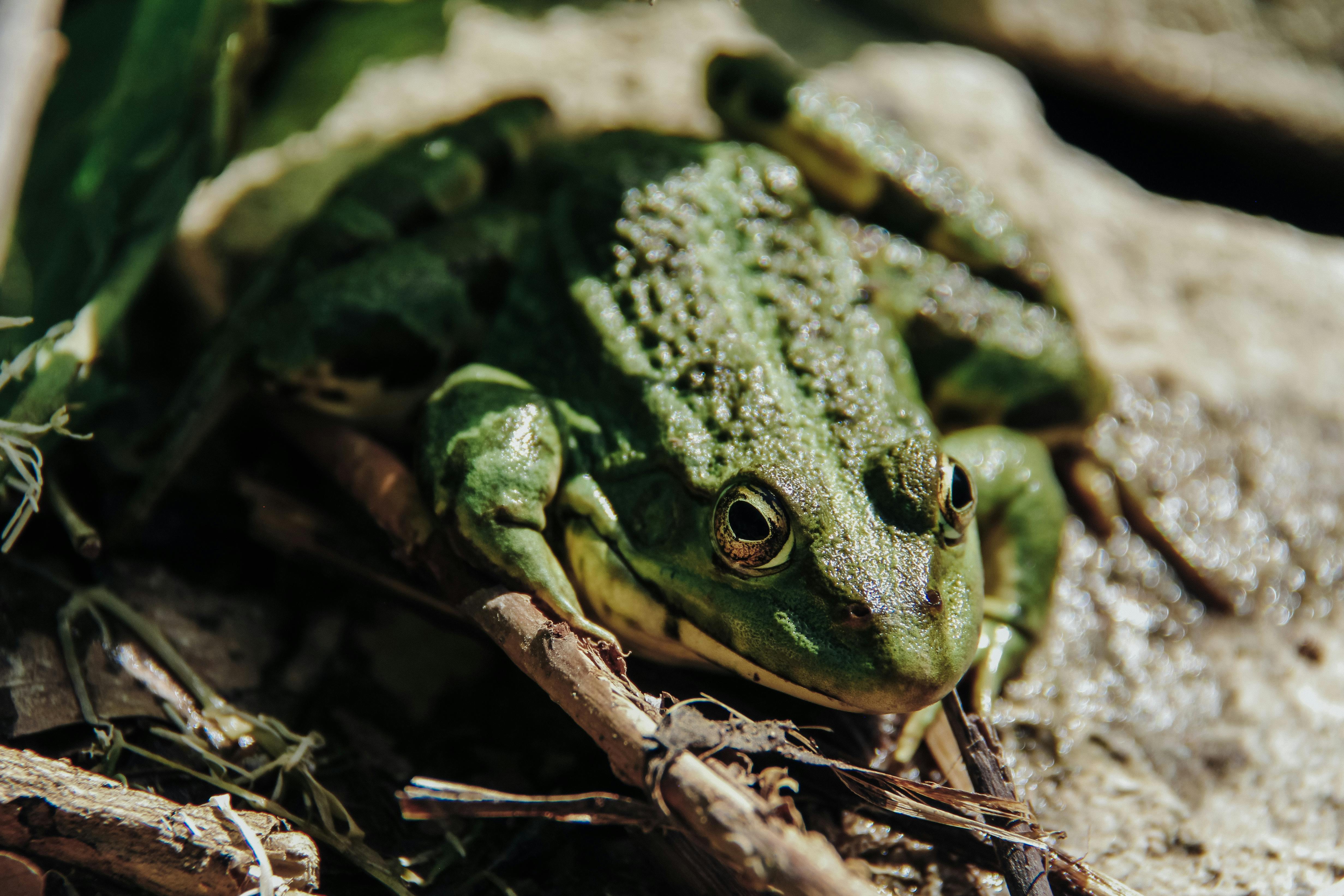 a green frog sitting on a branch in the woods