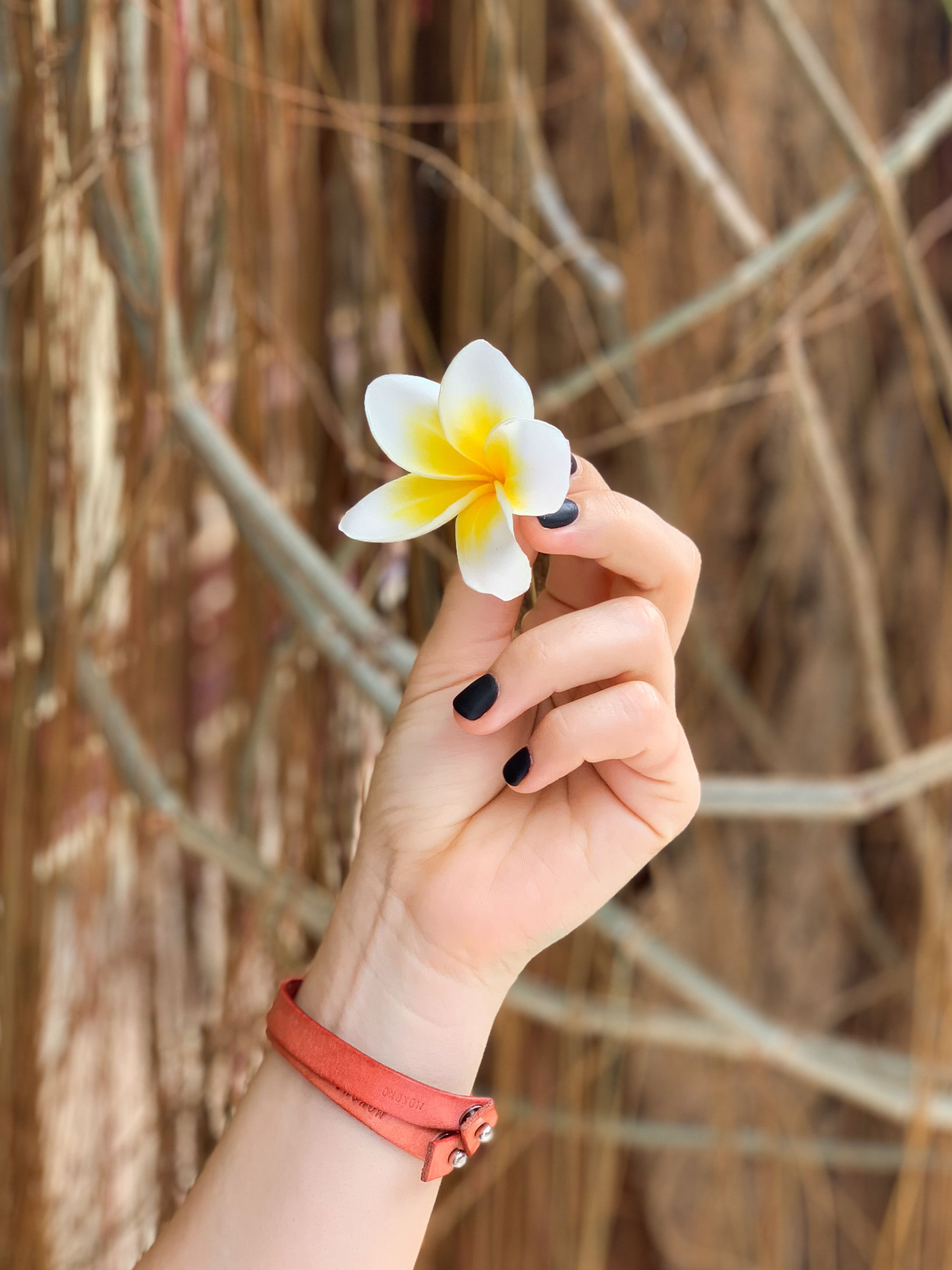 A hand with painted nails holds a frangipani blossom with a blurred natural background.