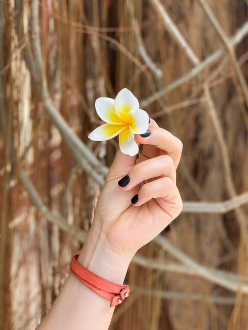 A hand with painted nails holds a frangipani blossom with a blurred natural background.
